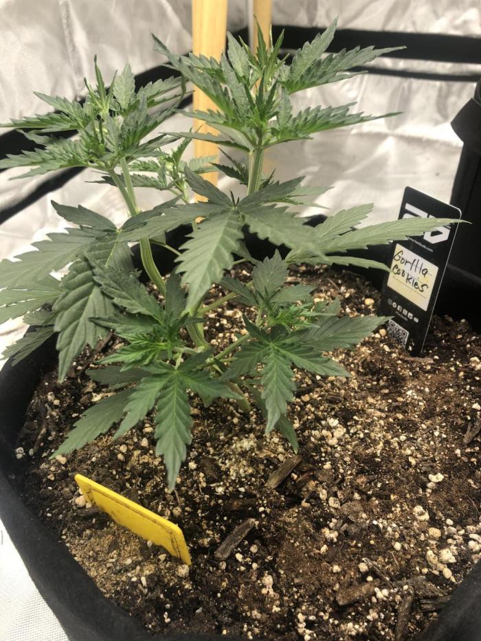 Up all Nite!. Week 4 - Gorilla cookies