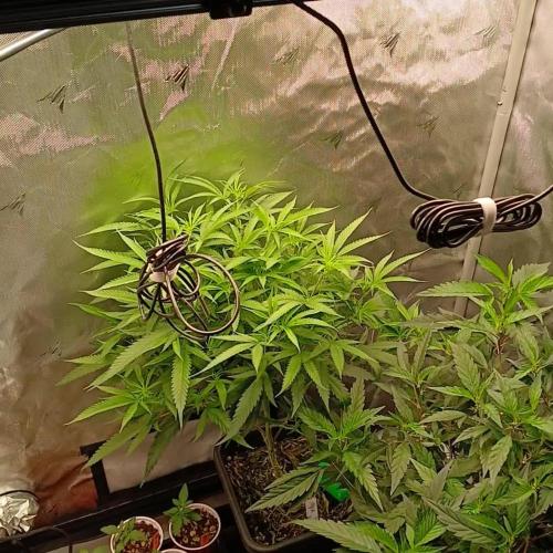 2x4 Veg Tent