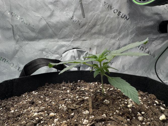 Walter White 🧑‍🍳. Week 4