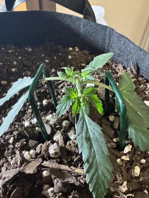 Walter White 🧑‍🍳. Week 4