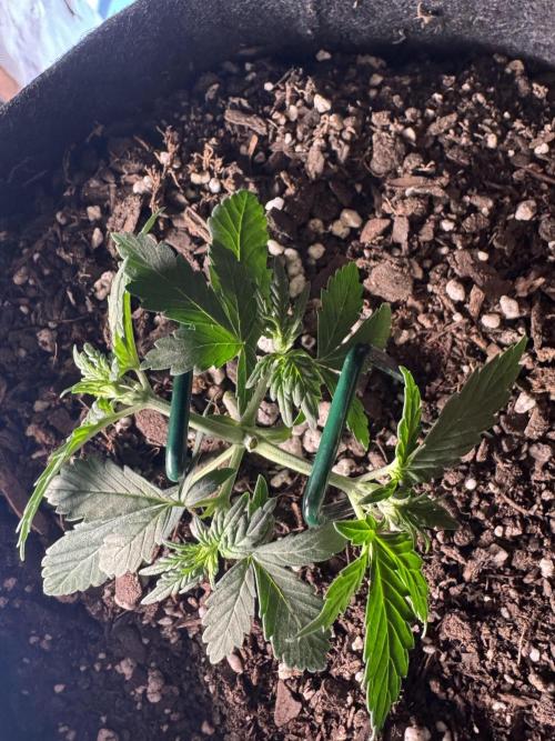 Walter White 🧑‍🍳. Week 4