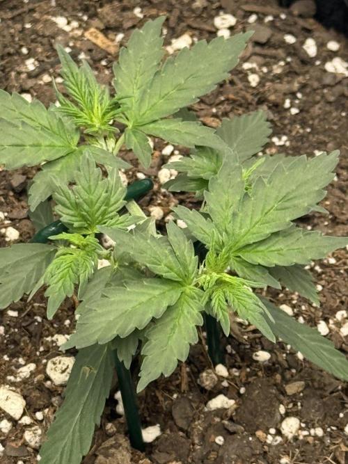 Walter White 🧑‍🍳. Week 4