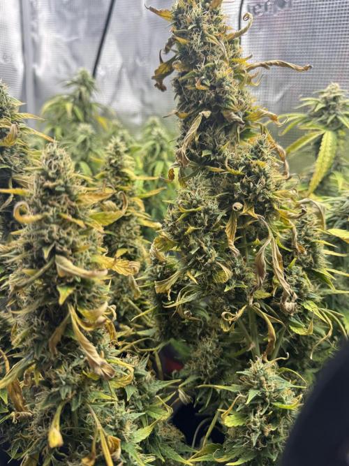 White widow (FG). Week 9