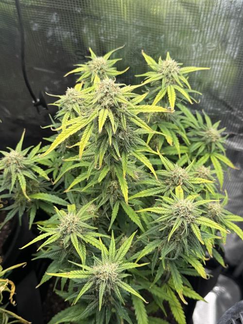 White widow (FG). Week 9