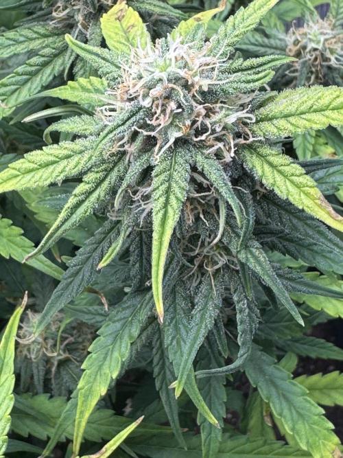 White widow (FG). Week 9