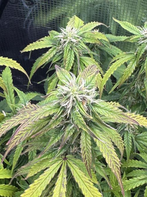 White widow (FG). Week 9