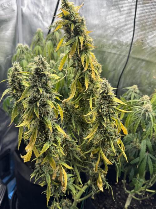 White widow (FG). Week 9