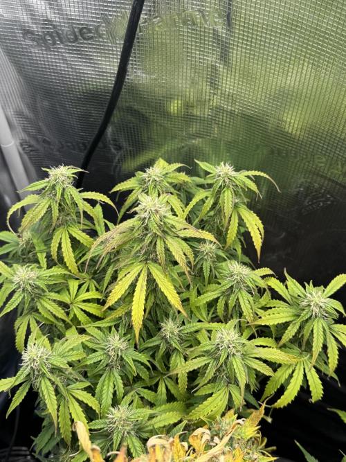 White widow (FG). Week 9