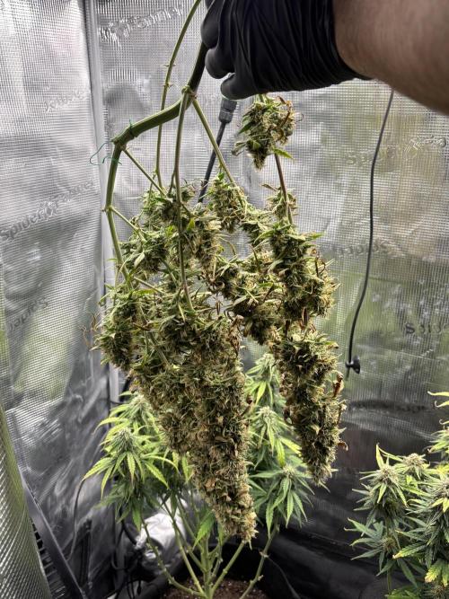 White widow (FG). Week 10