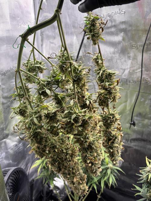 White widow (FG). Week 10