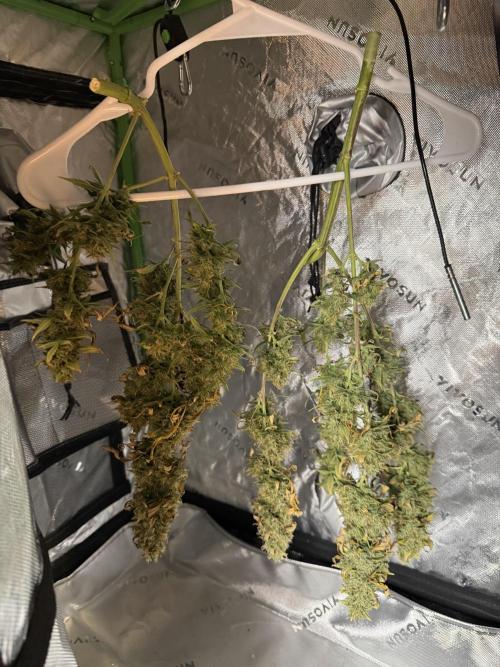 White widow (FG). Week 10