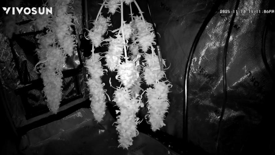 White widow (FG). Week 10