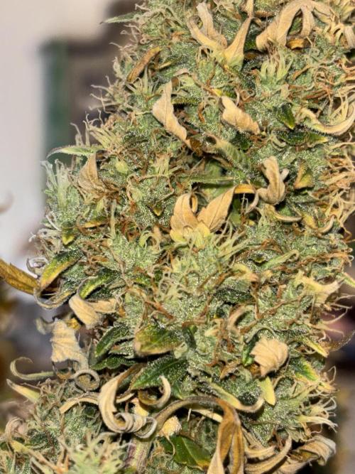 White widow (FG). Week 10