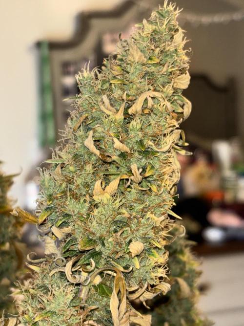 White widow (FG). Week 10