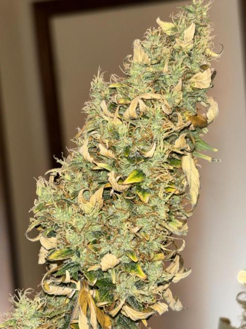 White widow (FG). Week 10