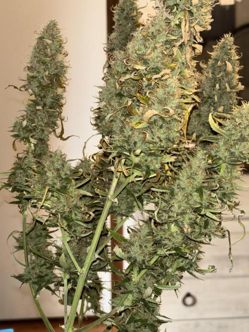 White widow (FG). Week 10