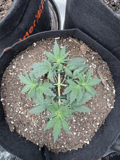 Walter White 🧑‍🍳. Week 4