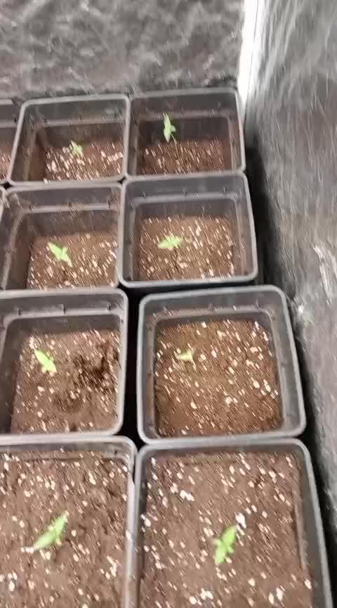 Amnesia HyPro feminized