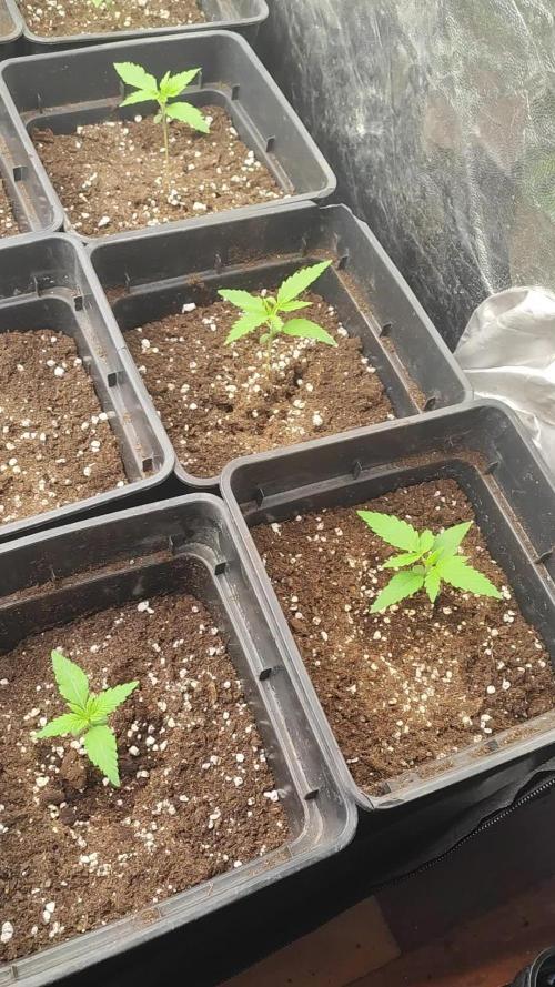Amnesia HyPro feminized