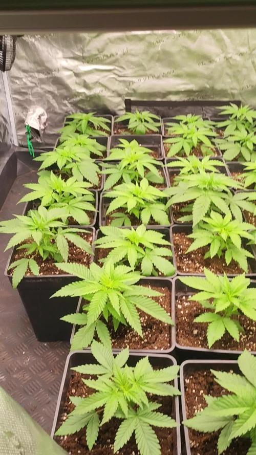 Amnesia HyPro feminized