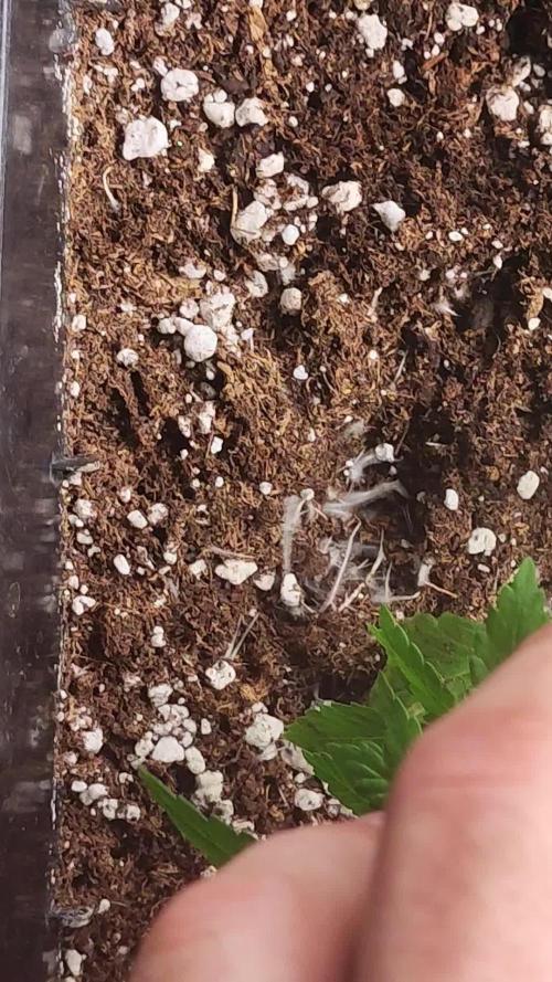 Amnesia HyPro feminized