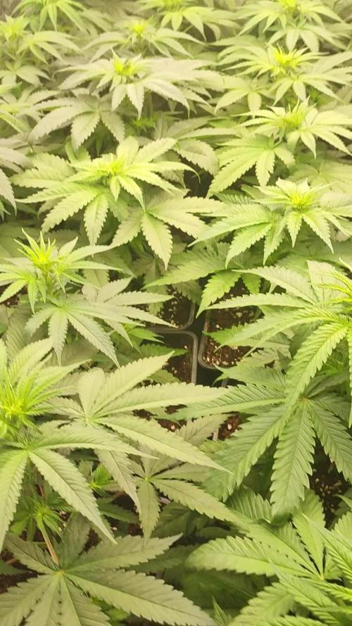 Amnesia HyPro feminized