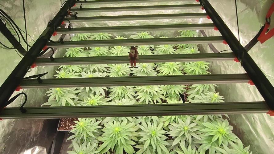 Amnesia HyPro feminized