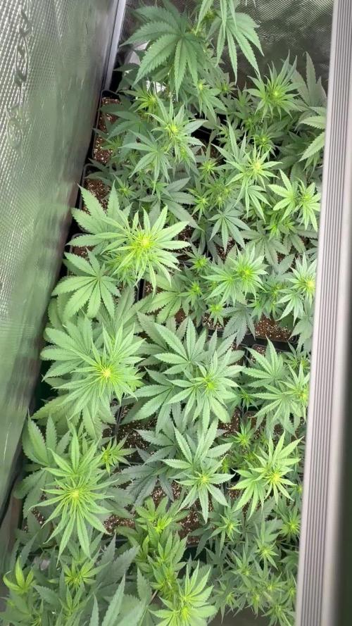 Amnesia HyPro feminized