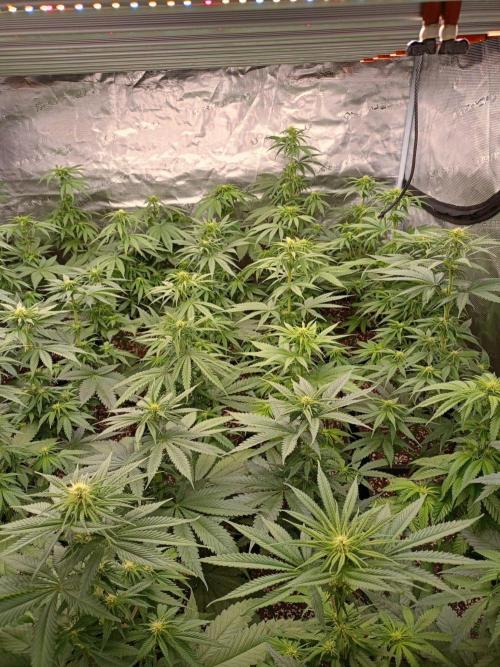 Amnesia HyPro feminized. Week 7