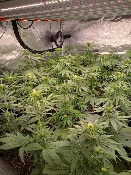 Amnesia HyPro feminized. Week 7