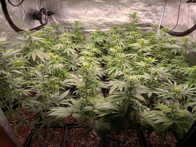 Amnesia HyPro feminized. Week 7