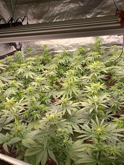 Amnesia HyPro feminized. Week 7