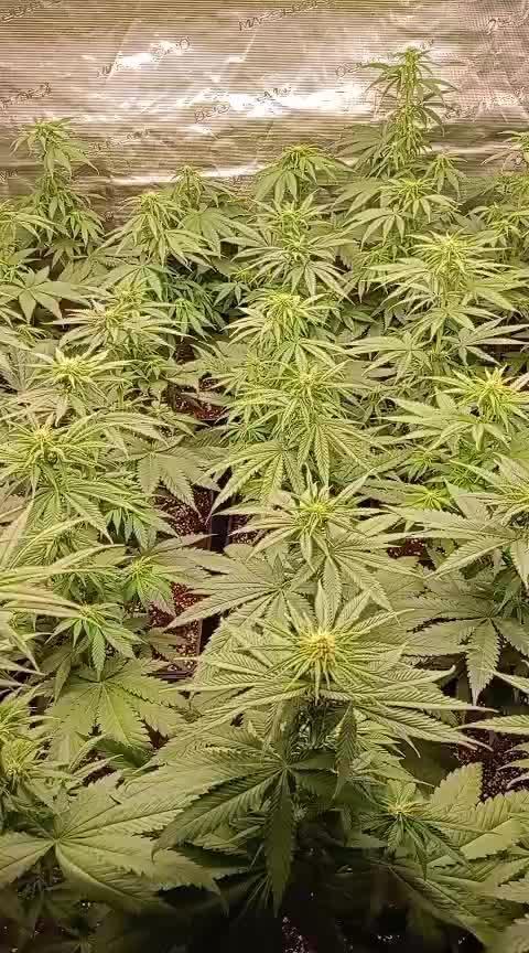 Amnesia HyPro feminized