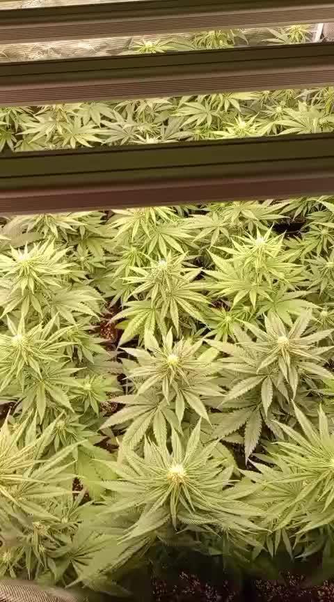 Amnesia HyPro feminized