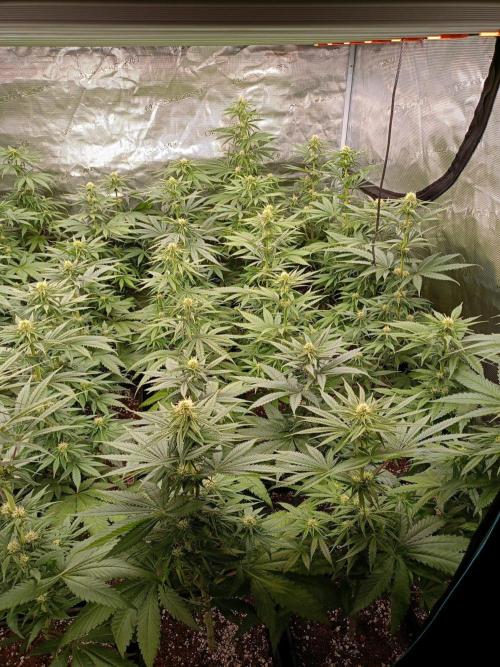 Amnesia HyPro feminized. Week 8