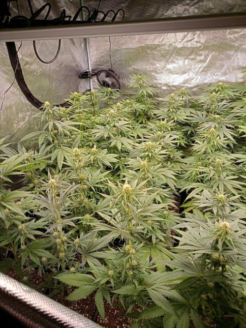 Amnesia HyPro feminized. Week 8