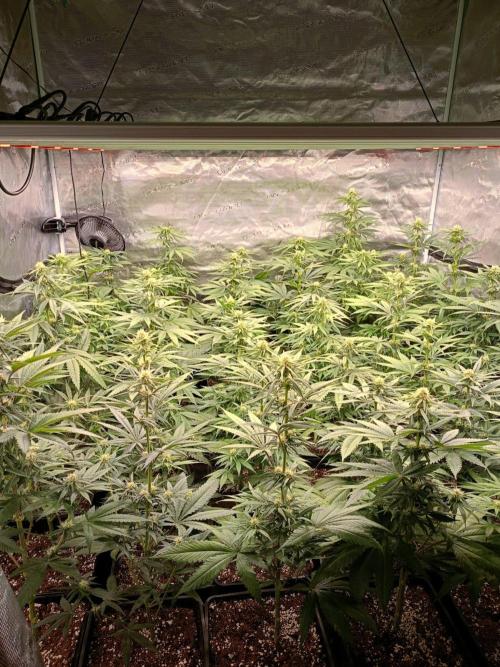 Amnesia HyPro feminized. Week 8