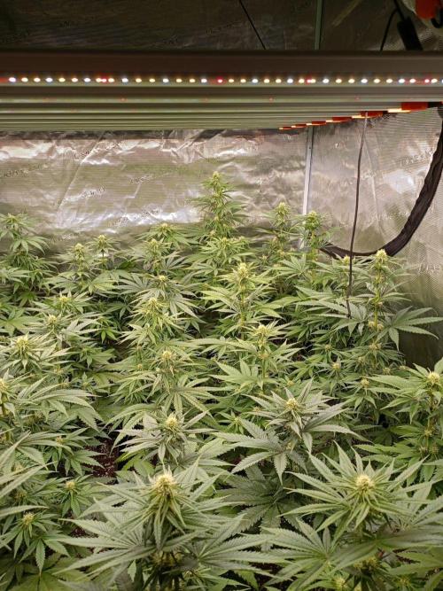 Amnesia HyPro feminized. Week 8