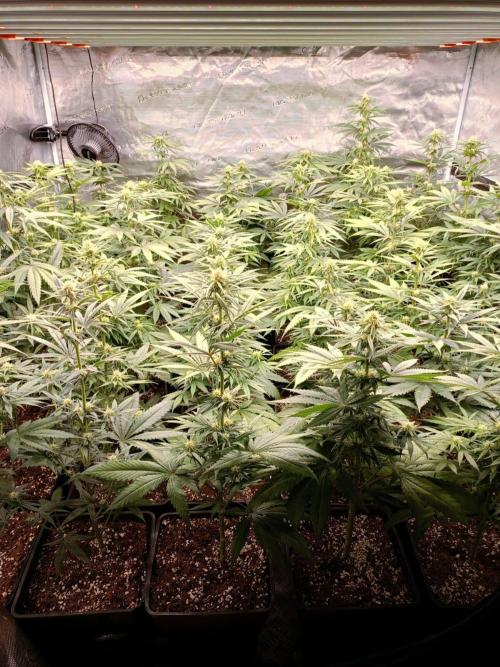 Amnesia HyPro feminized. Week 8