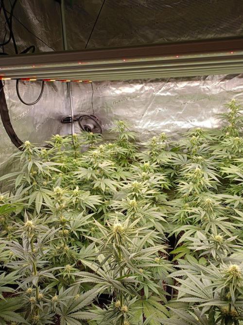 Amnesia HyPro feminized. Week 8