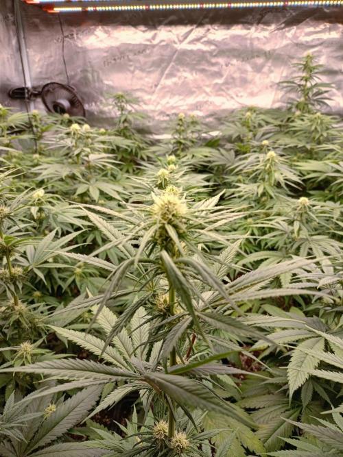 Amnesia HyPro feminized. Week 8