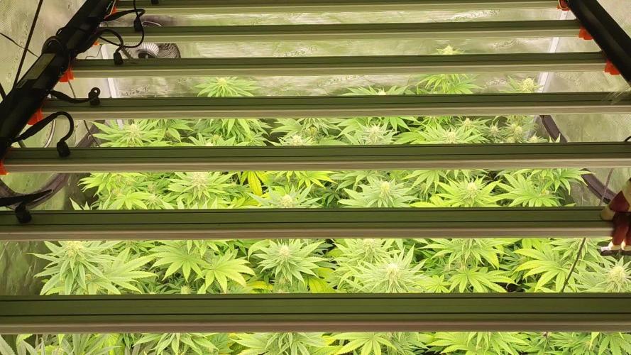 Amnesia HyPro feminized