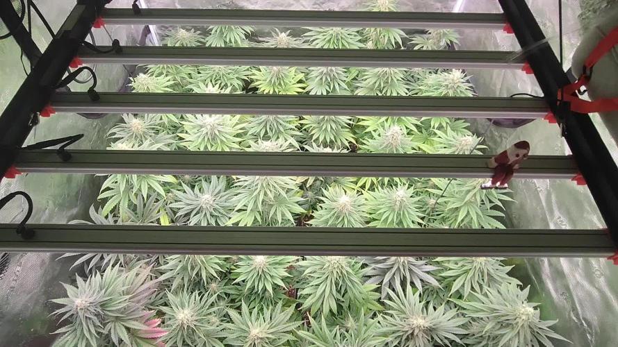 Amnesia HyPro feminized