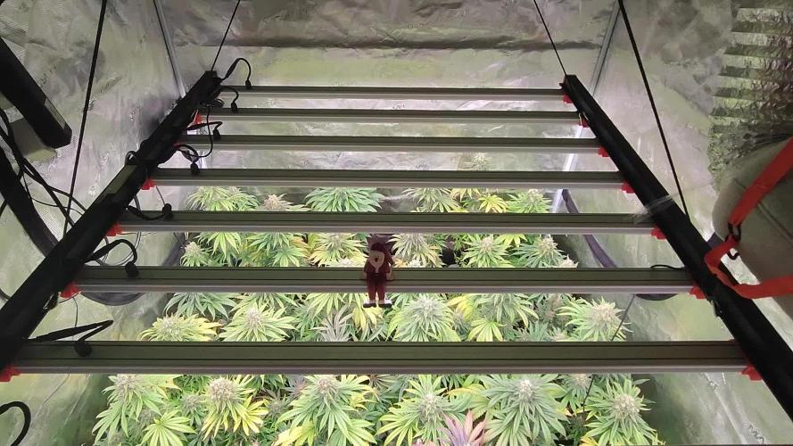 Amnesia HyPro feminized