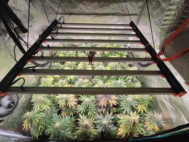 Amnesia HyPro feminized. Week 11