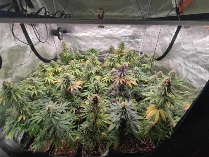 Amnesia HyPro feminized. Week 11