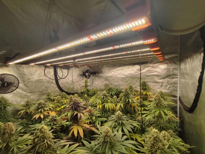 Amnesia HyPro feminized. Week 11