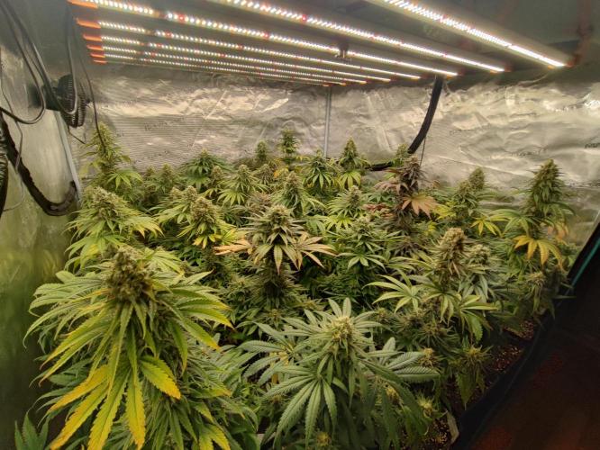 Amnesia HyPro feminized. Week 11