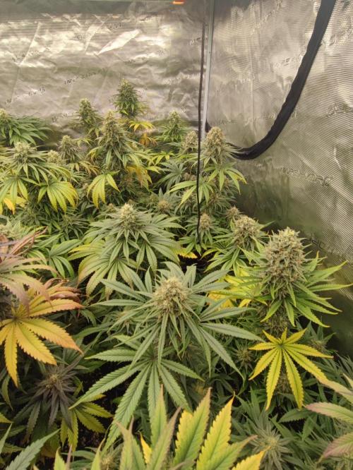 Amnesia HyPro feminized. Week 11