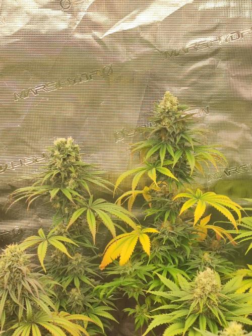 Amnesia HyPro feminized. Week 11